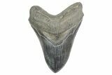 Fossil Megalodon Tooth - South Carolina #365753-1